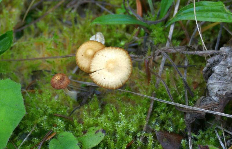 Galerina sp.