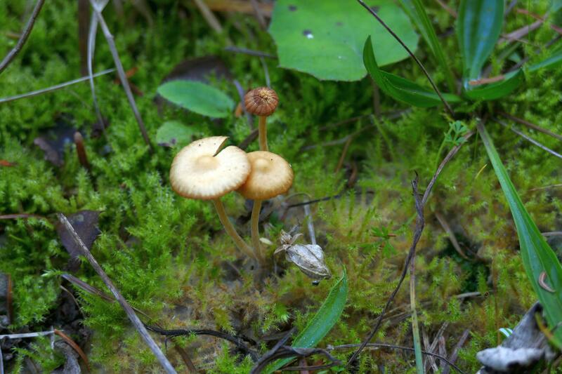 Galerina sp.