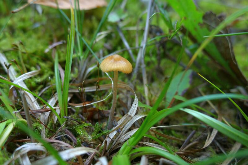 Galerina sp.