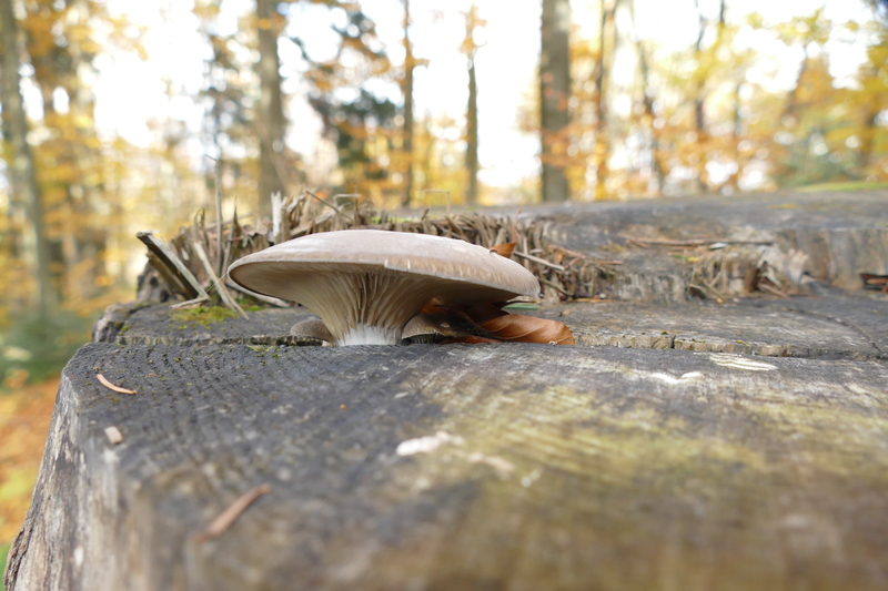 Pleurotus abieticola?