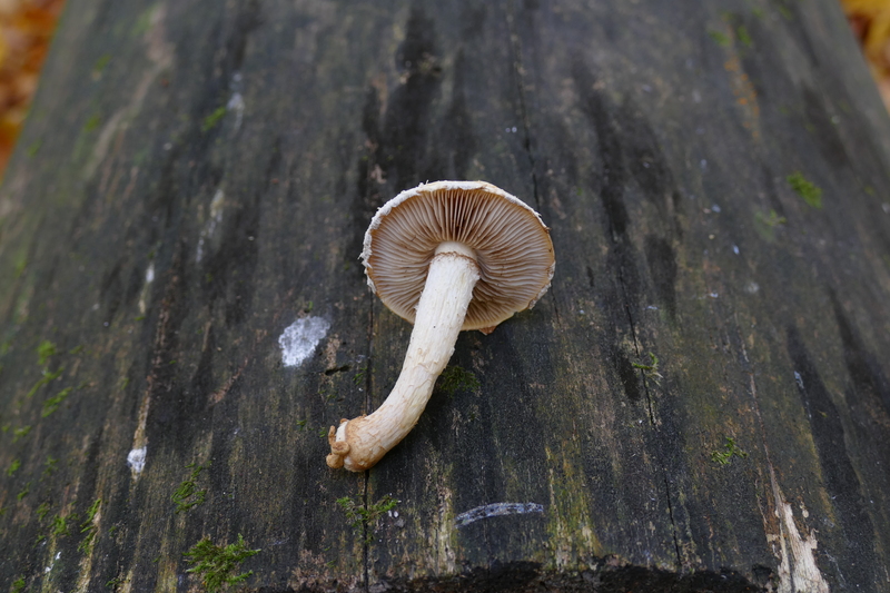 Hemipholiota heteroclita?