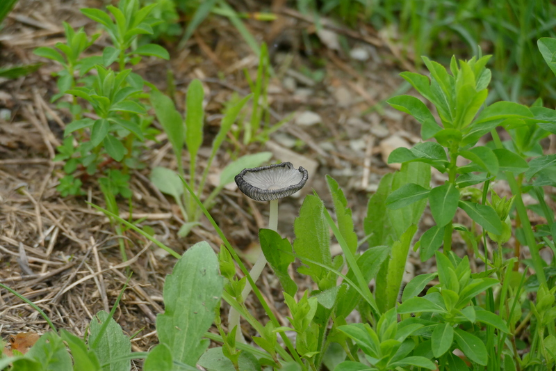 Coprinus z pobocza