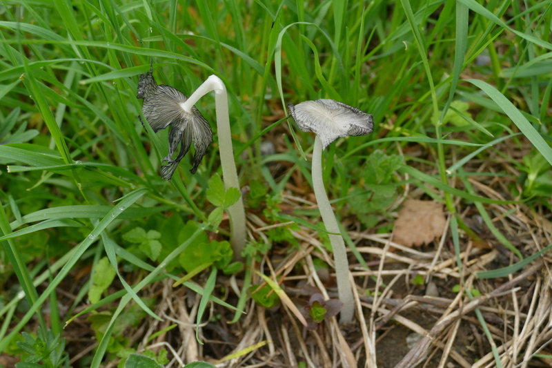 Coprinus z pobocza