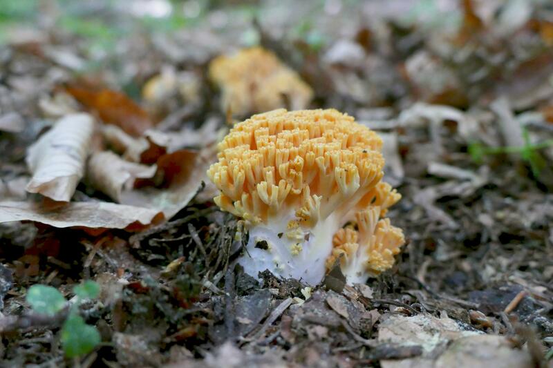 Ramaria sp.