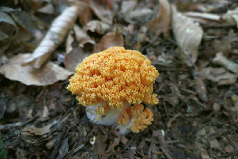 Ramaria sp.