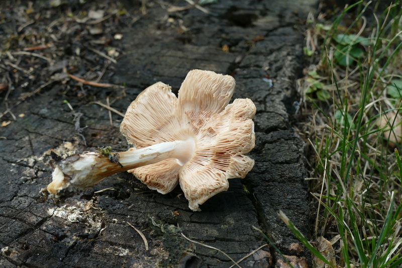 Pluteus petasatus?