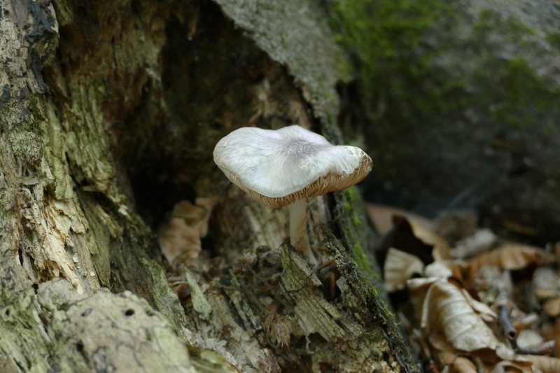 Pluteus sp.