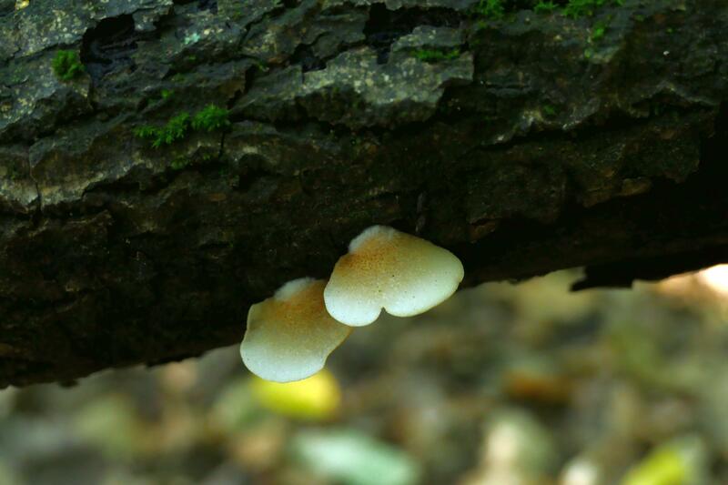 Crepidotus calolepis