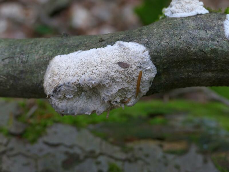 Byssomerulius albostramineus czy Phlebia rufa?