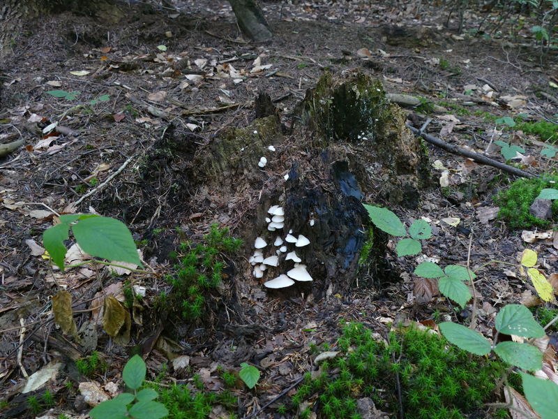 Crepidotus applanatus?