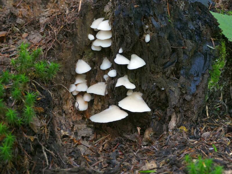 Crepidotus applanatus?