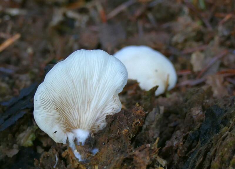 Crepidotus applanatus?