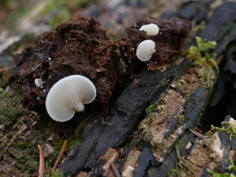 Crepidotus applanatus?