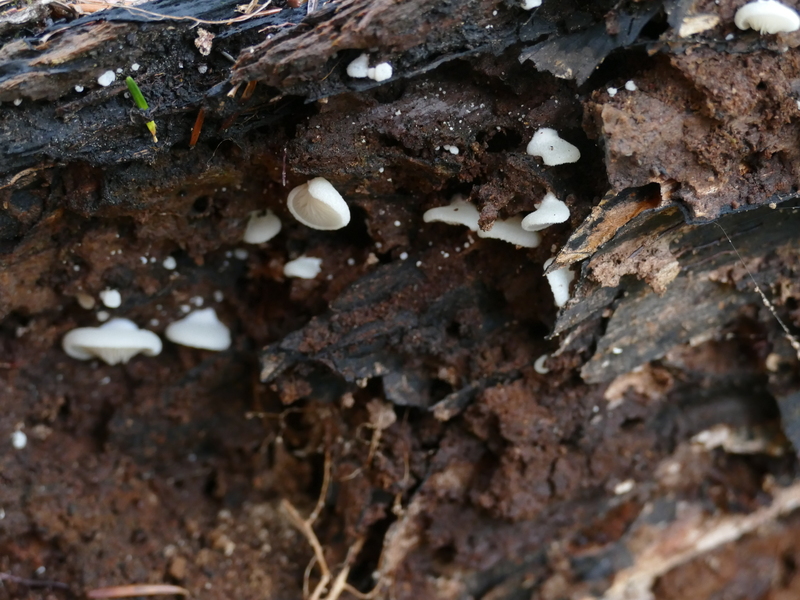 Crepidotus applanatus?