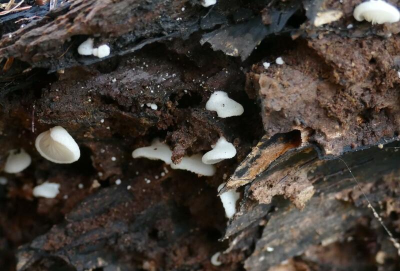 Crepidotus applanatus?