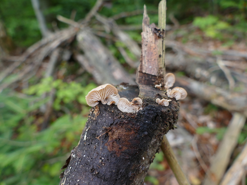 Lentinellus flabelliformis?