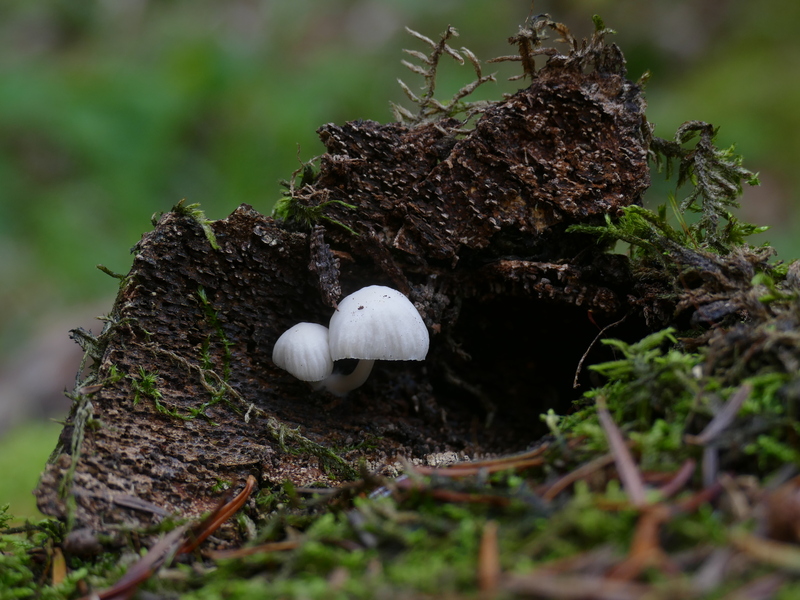 Mycena sp.?