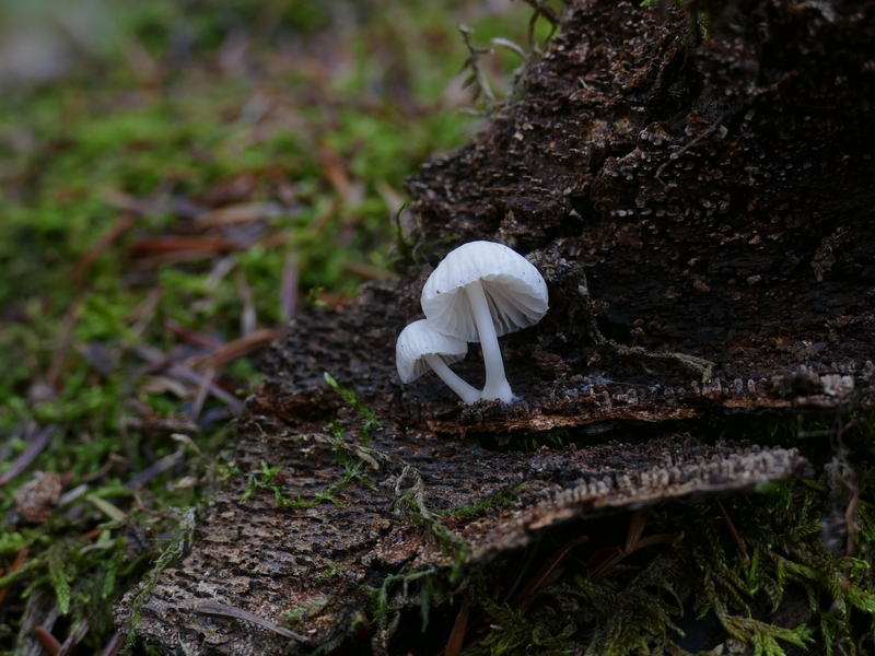 Mycena sp.?