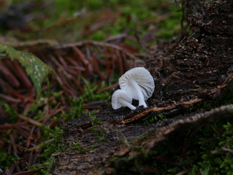 Mycena sp.?