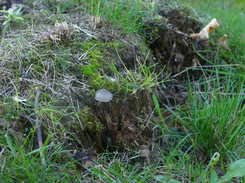 Pluteus salicinus?