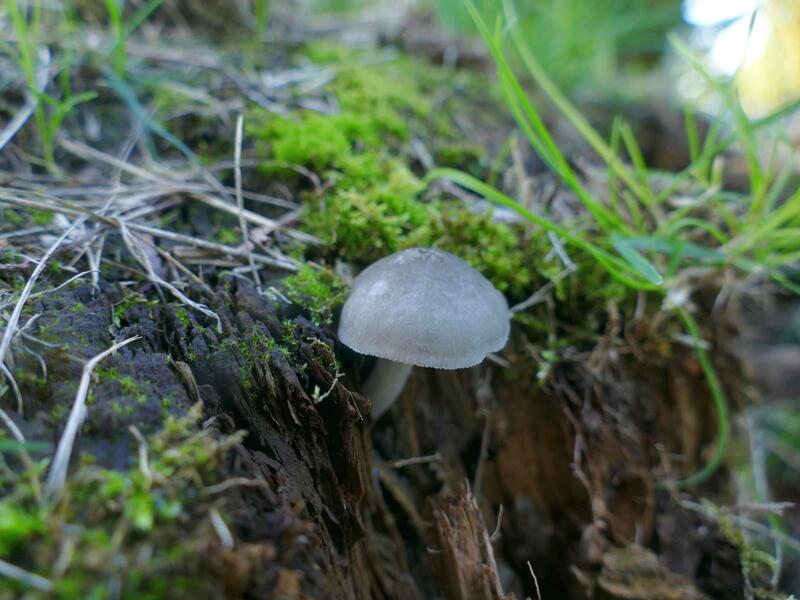 Pluteus salicinus?