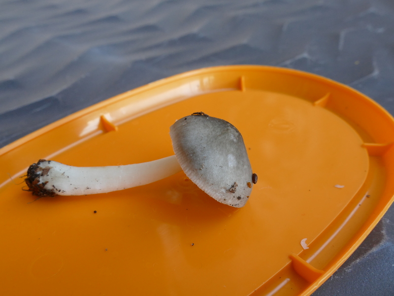 Pluteus salicinus?