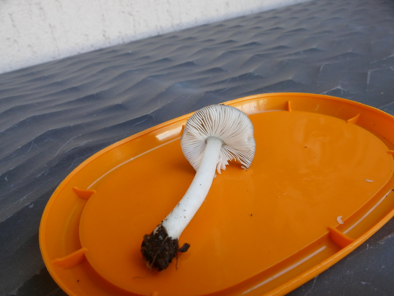 Pluteus salicinus?