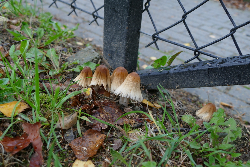 Coprinus sp.