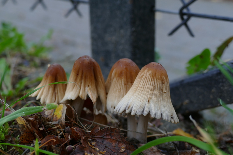 Coprinus sp.