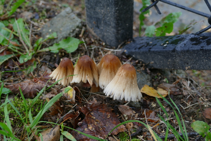 Coprinus sp.