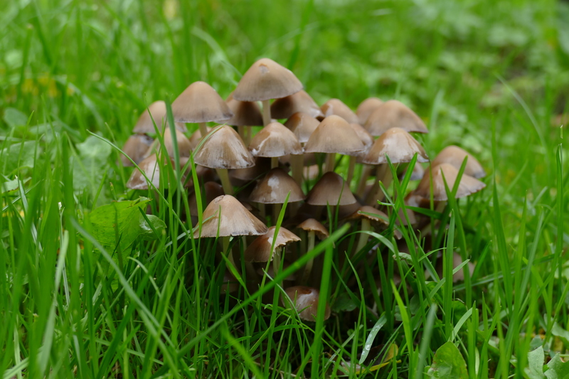 Psathyrella sp.