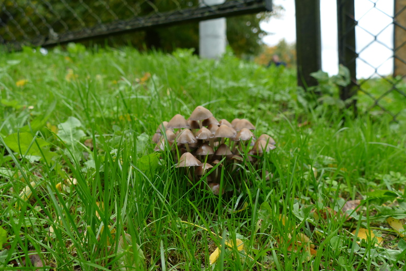 Psathyrella sp.