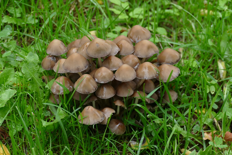 Psathyrella sp.