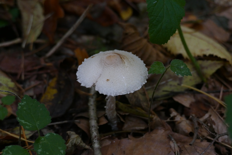 Lepiota clypeolaria?