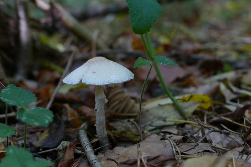 Lepiota clypeolaria?