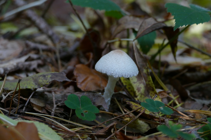 Lepiota clypeolaria?