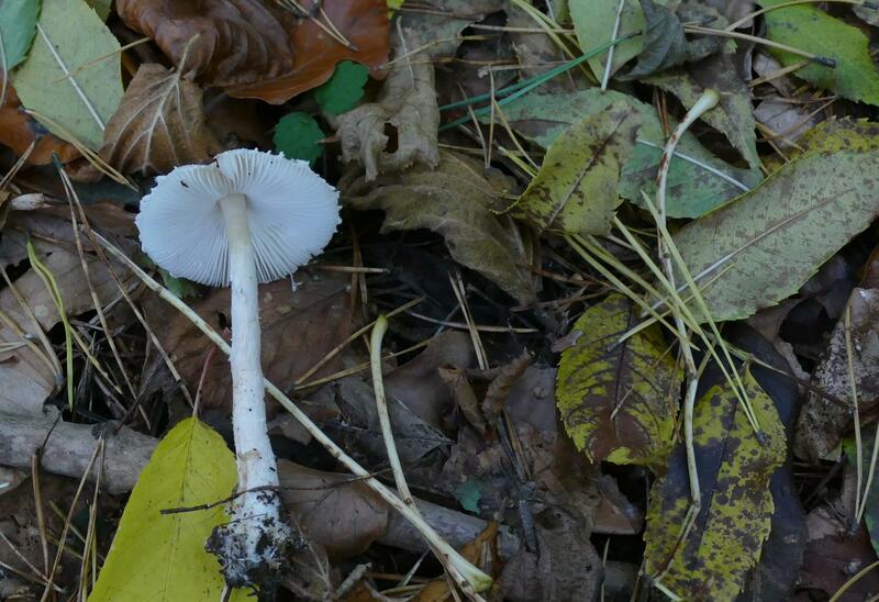 Lepiota clypeolaria?