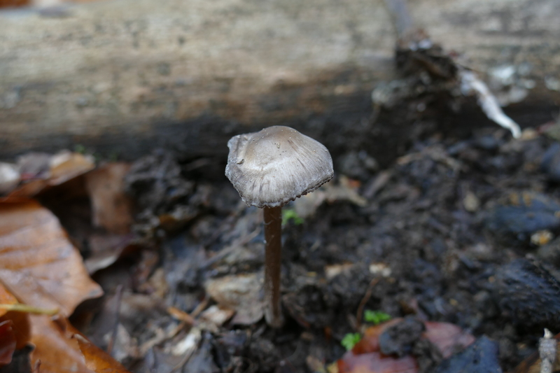 Tephrocybe rancida?