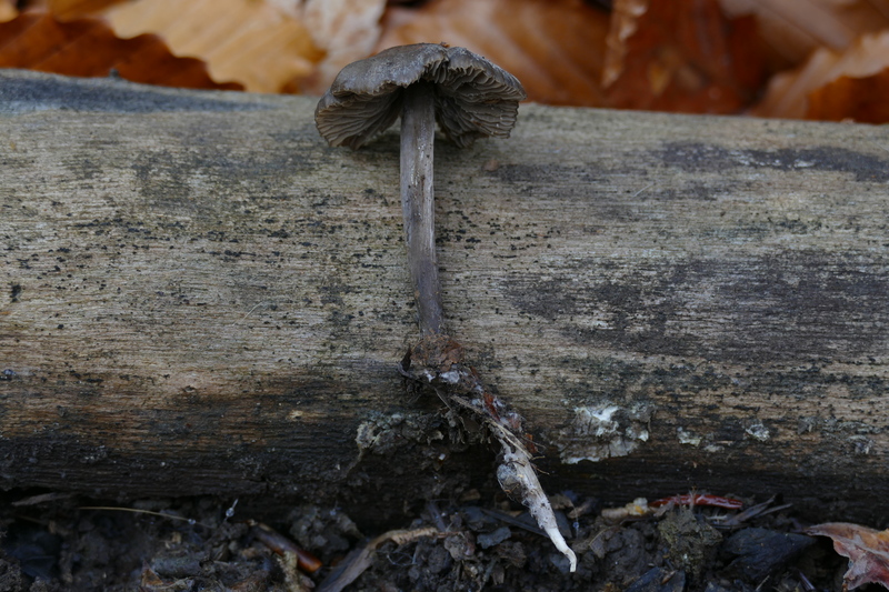 Tephrocybe rancida?