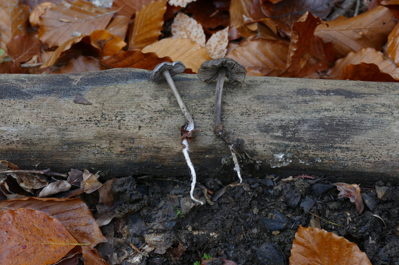 Tephrocybe rancida?