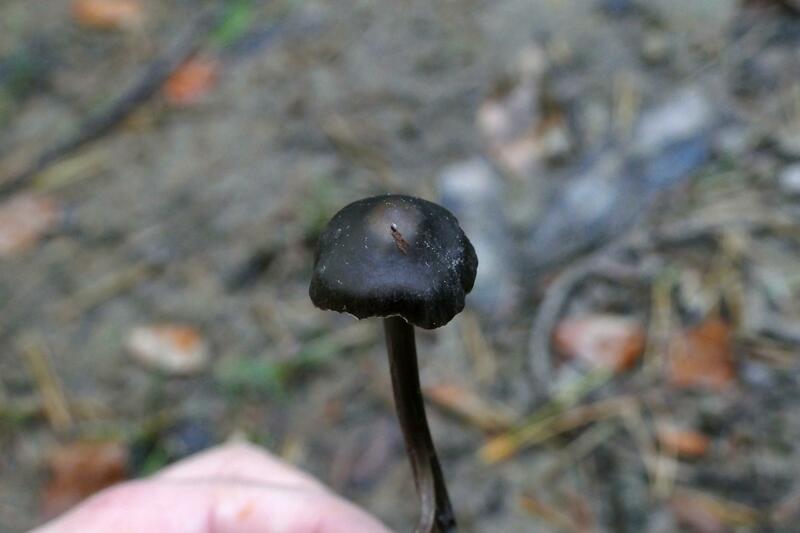 Tephrocybe rancida? 