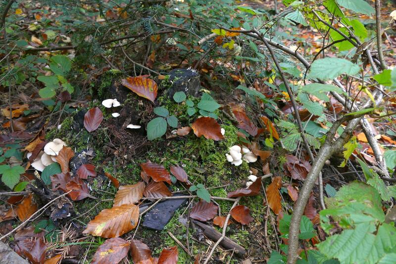 Crepidotus malachius?