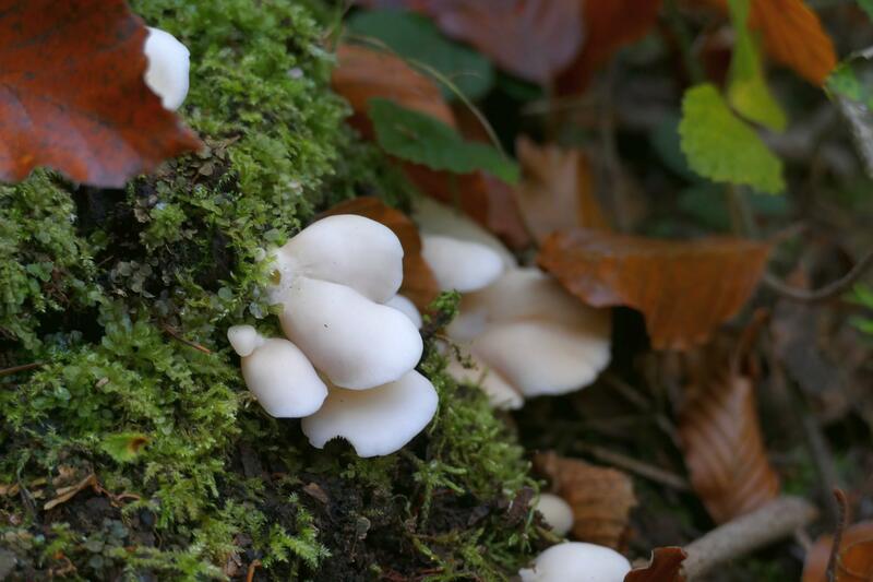 Crepidotus malachius?