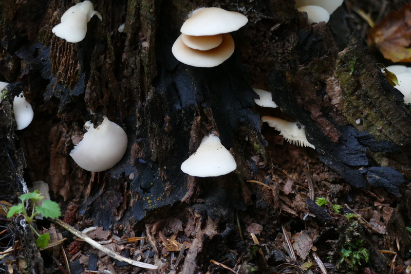 Crepidotus malachius?