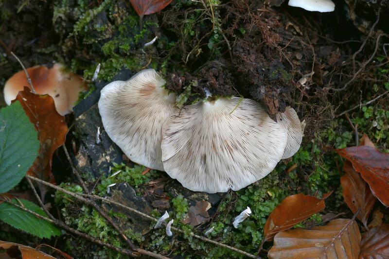 Crepidotus malachius?