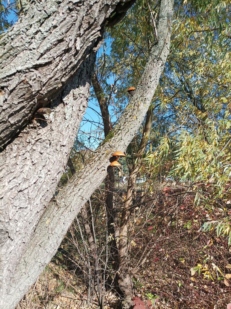 Pholiota sp.