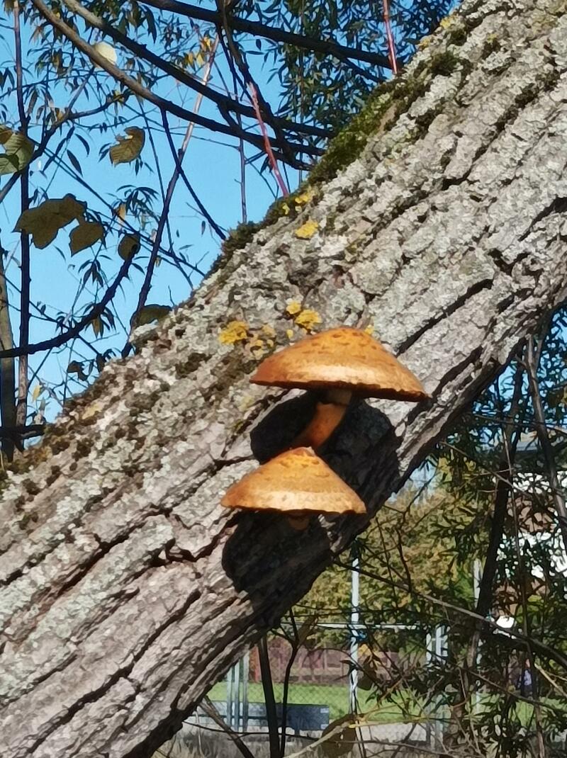 Pholiota sp.