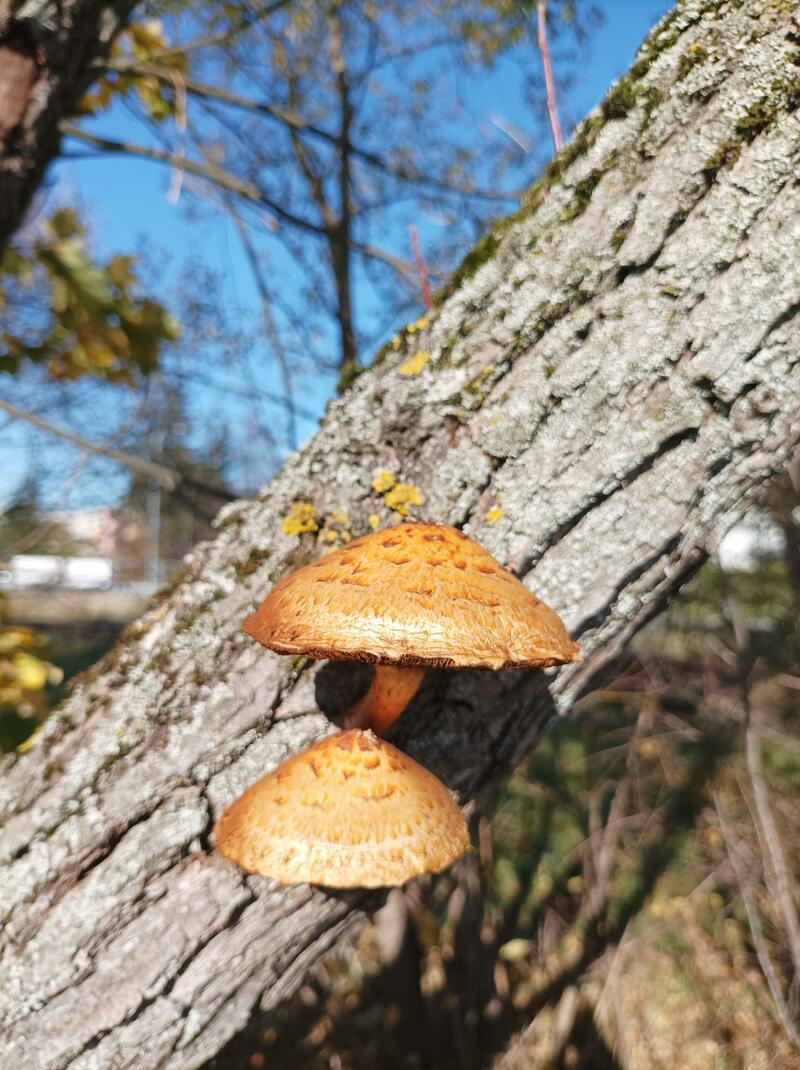 Pholiota sp.