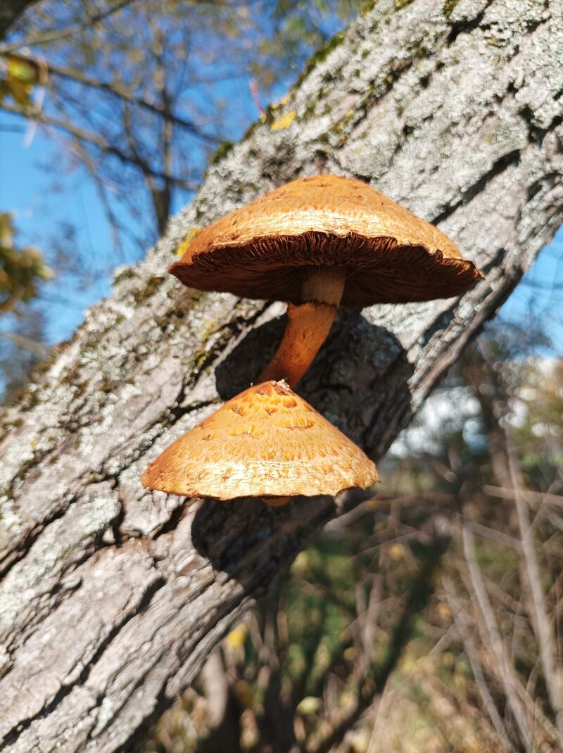 Pholiota sp.