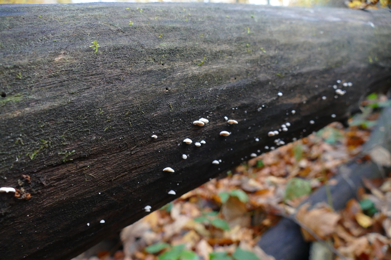 Crepidotus sp.